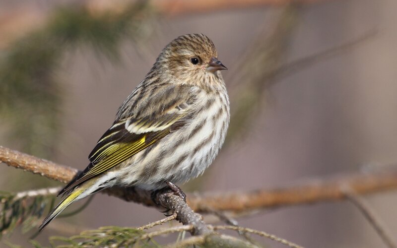 Pine Siskin Bird