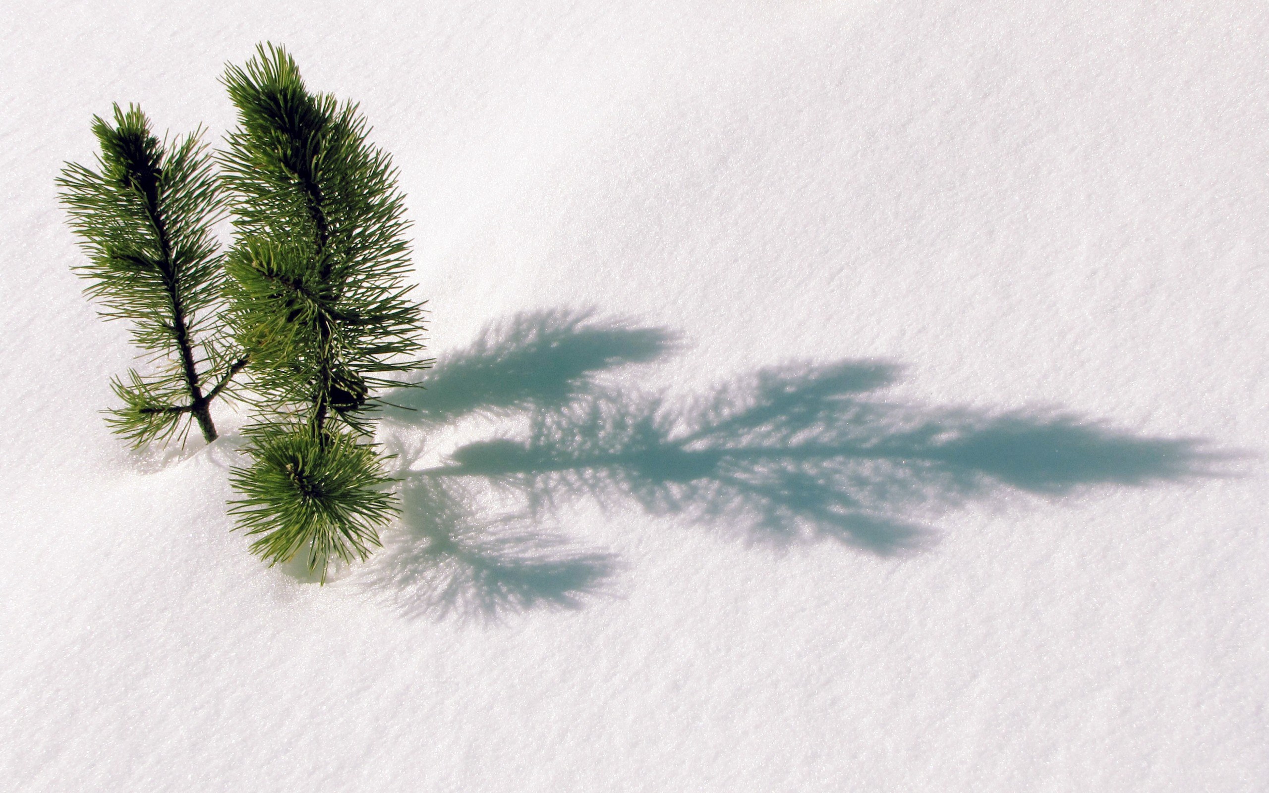 Pine sprigs in snow
