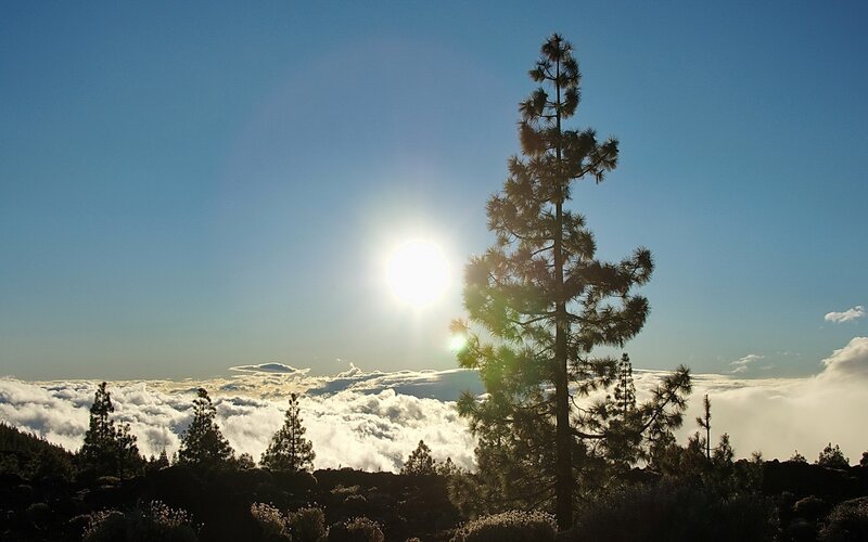 Pine Tree Above Clouds