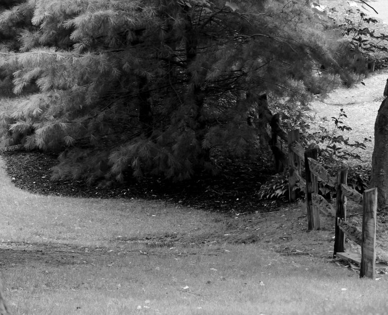 Pine Tree and Wooden Fence