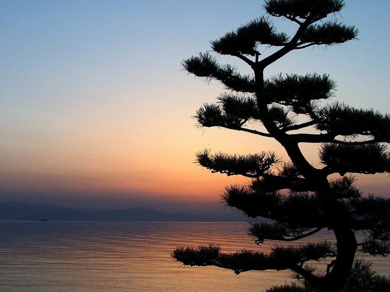 Pine tree at sunset over water