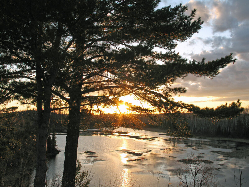 Pine Tree at Sunset