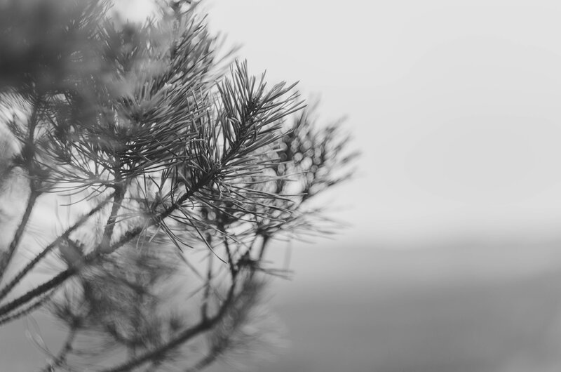 Pine Tree Branch — Black