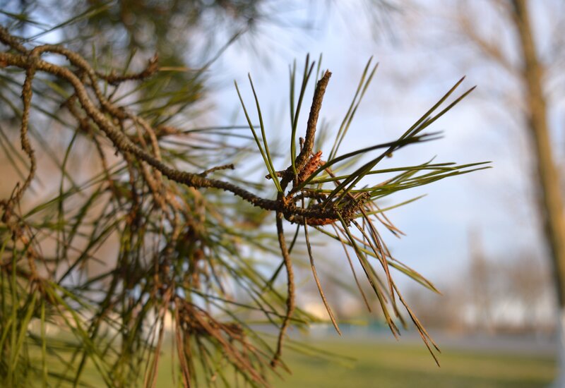 Pine Tree Branch — Green, Calm, Afternoon, Photograph