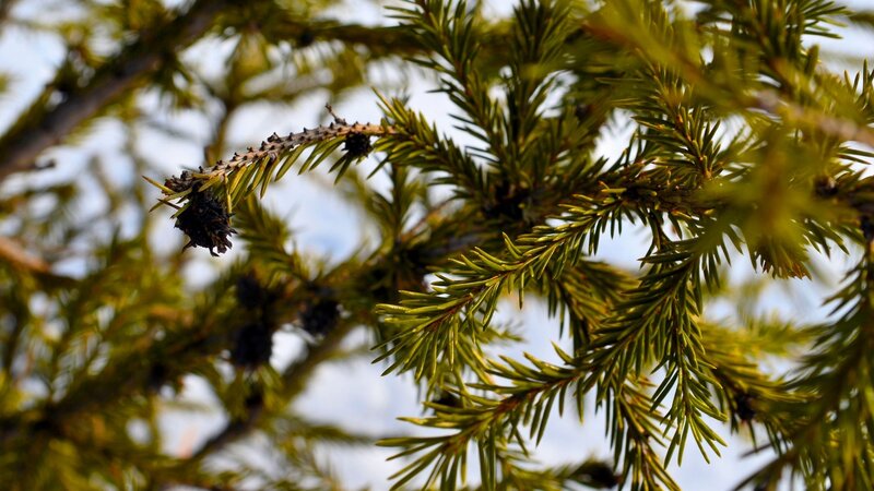 Pine Tree Branch — Green, Calm, Afternoon