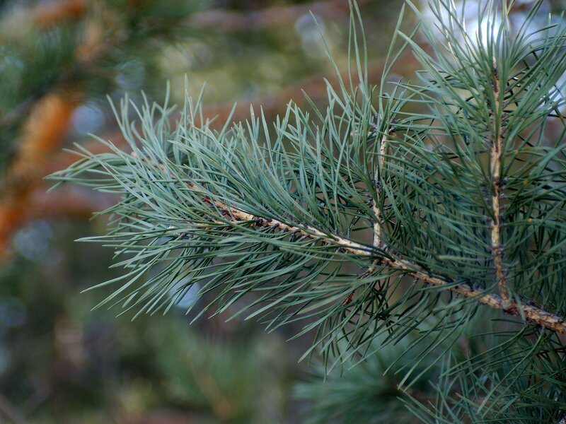 Pine Tree Branch — Green, Calm, Photograph, Needle, Forest