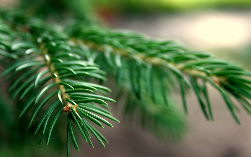 Pine Tree Branch — Green, Calm, Photograph, Needle
