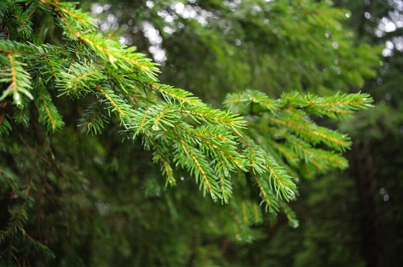 Pine Tree Branch — Green, Calm, Photograph, Needles