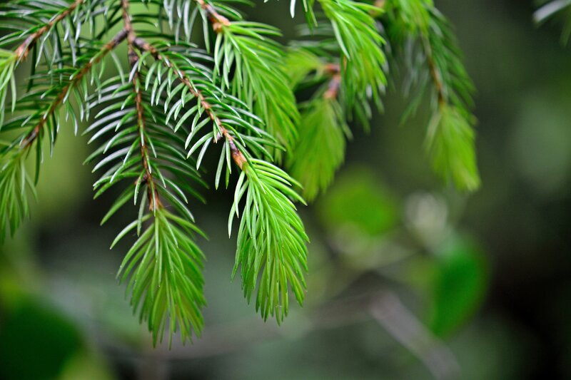 Pine Tree Branch — Green, Calm, Photograph
