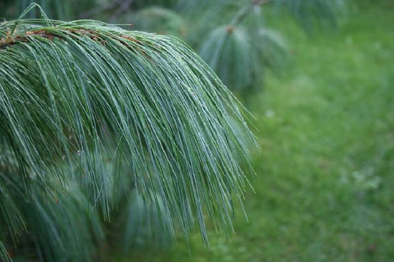 Pine Tree Branch — Green, Calm