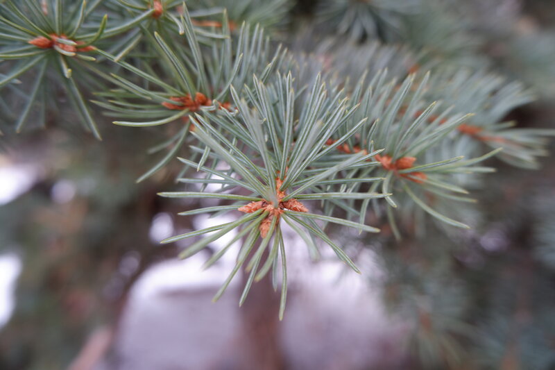 Pine Tree Branch — Green, Calm, Winter