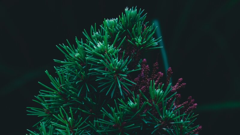 Pine Tree Branch — Green, Dark