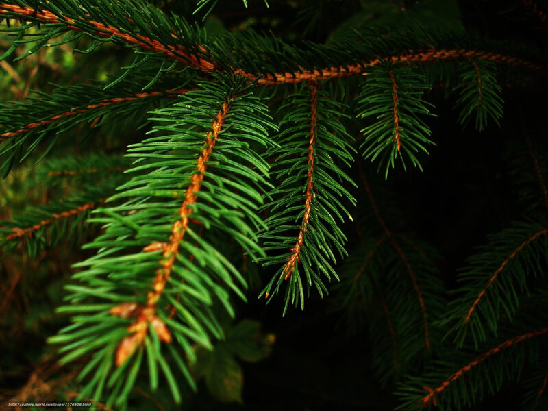 Pine Tree Branch — Green, Natural