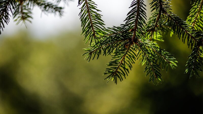 Pine Tree Branch — Green, Serene, Afternoon, Photograph, Needles