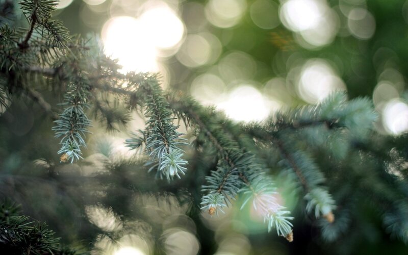 Pine Tree Branch — Green, Serene, Afternoon, Photograph, Sunlight, Bokeh, White