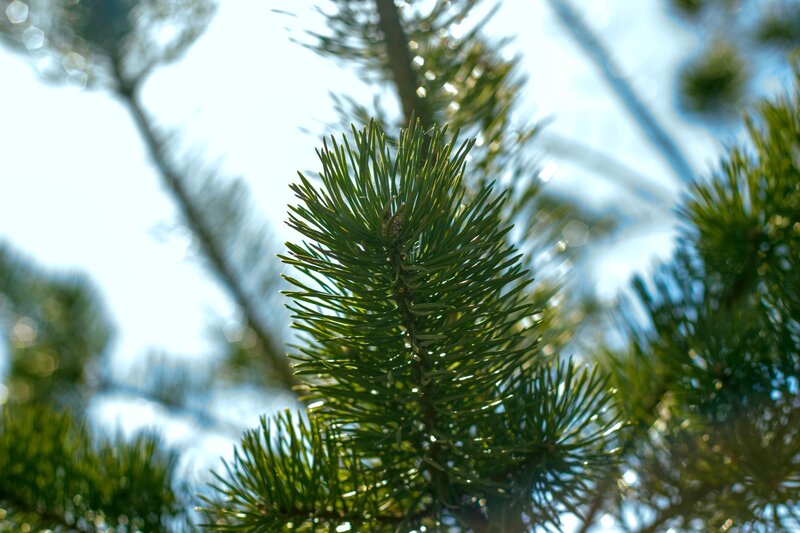 Pine Tree Branch — Green, Serene, Afternoon, Photograph, Sunlight