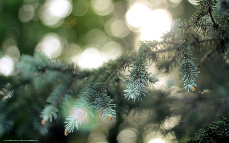 Pine Tree Branch — Green, Serene, Afternoon, Photograph