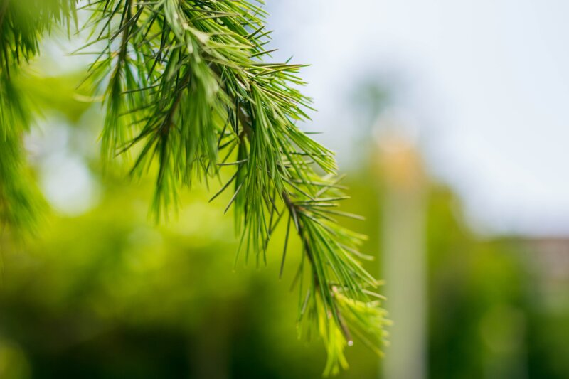 Pine Tree Branch — Green, Serene, Spring
