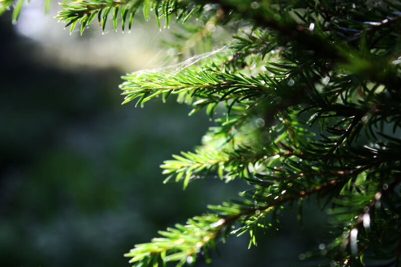 Pine Tree Branch — Green, Serene