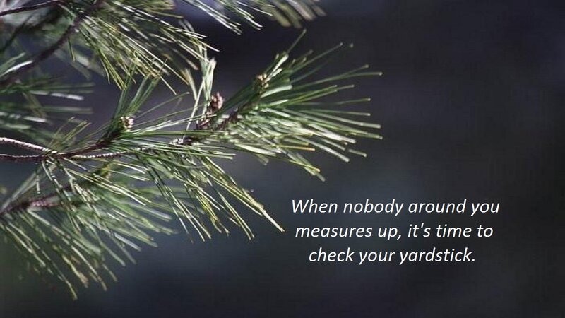Pine Tree Branch — Green