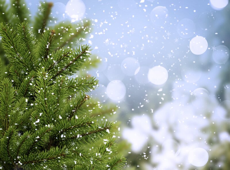 Pine Tree Branch in Snow