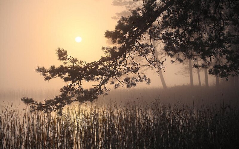 Pine Tree Branch over Lake