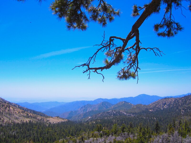 Pine Tree Branch over Mountains