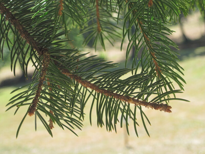 Pine Tree Branch