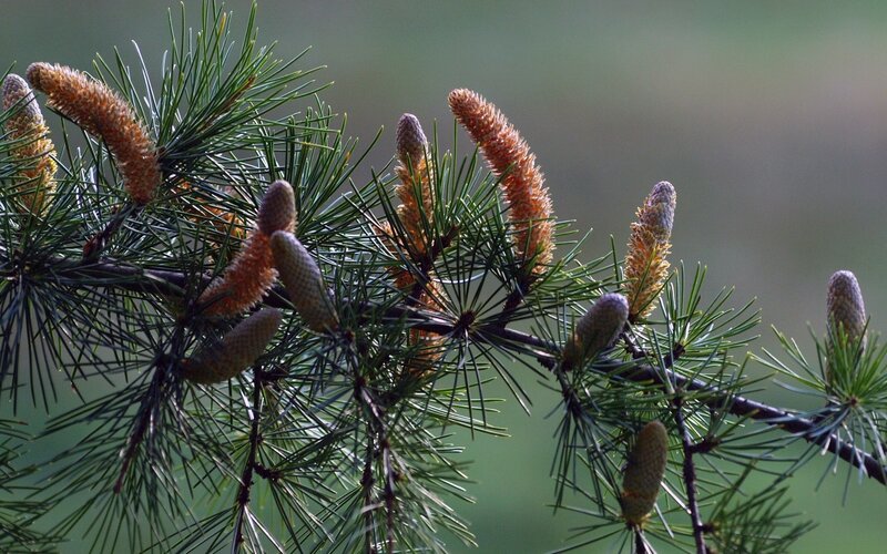 Pine Tree Branch with Cones