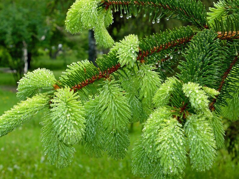 Pine Tree Branch with Dew