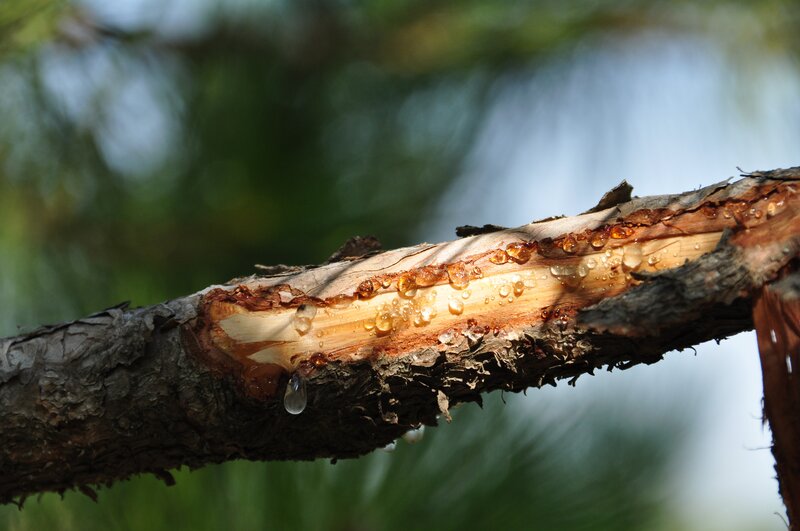 Pine Tree Branch with Sap