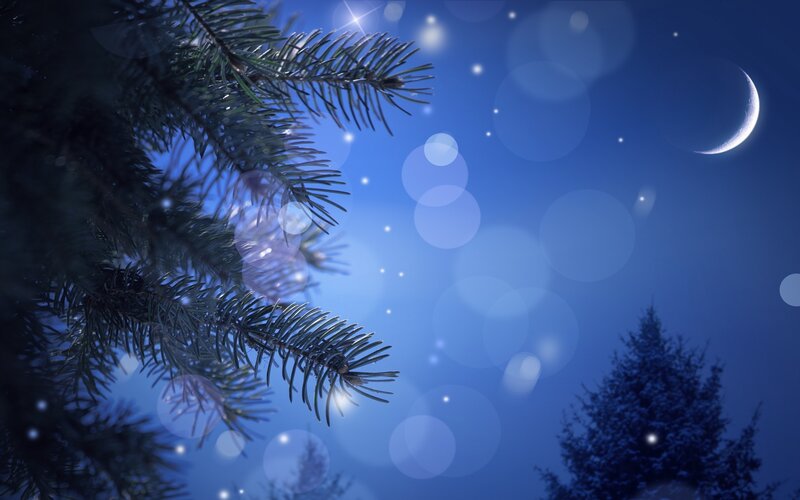 Pine Tree Branches at Night