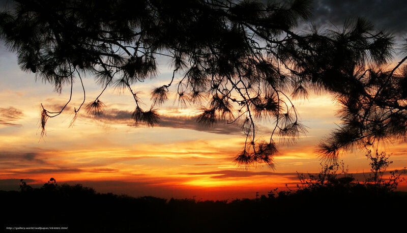 Pine Tree Branches at Sunset — Orange, Serene