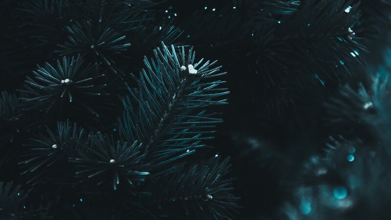 Pine Tree Branches — Black