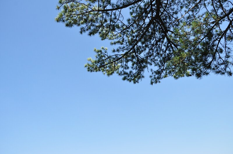 Pine Tree Branches — Blue, Serene, Afternoon, Photograph