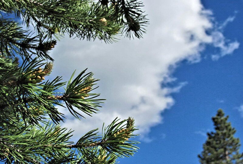 Pine Tree Branches — Blue, Serene, Afternoon