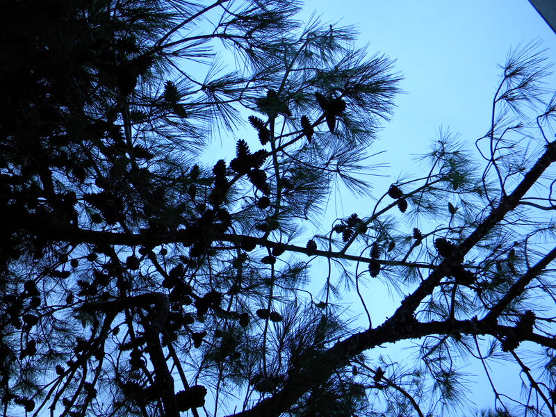 Pine Tree Branches — Blue, Serene