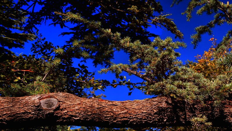 Pine Tree Branches — Blue
