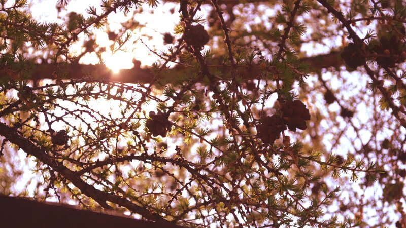 Pine Tree Branches — Brown, Serene