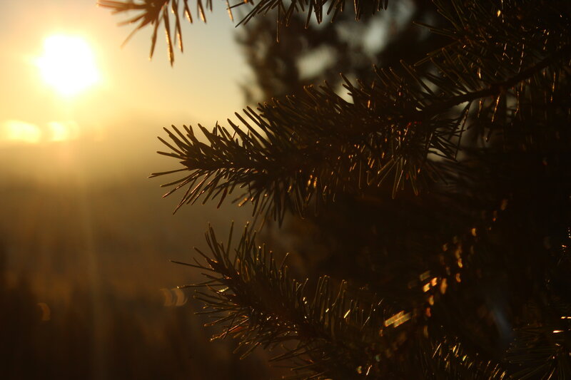 Pine Tree Branches — Gold