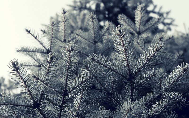 Pine Tree Branches — Gray