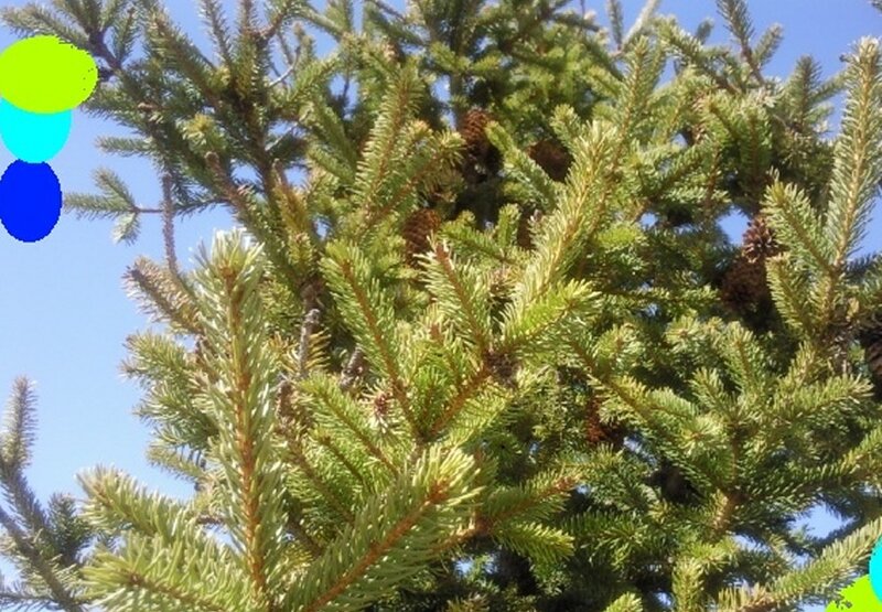 Pine Tree Branches — Green, Calm, Afternoon, Photograph