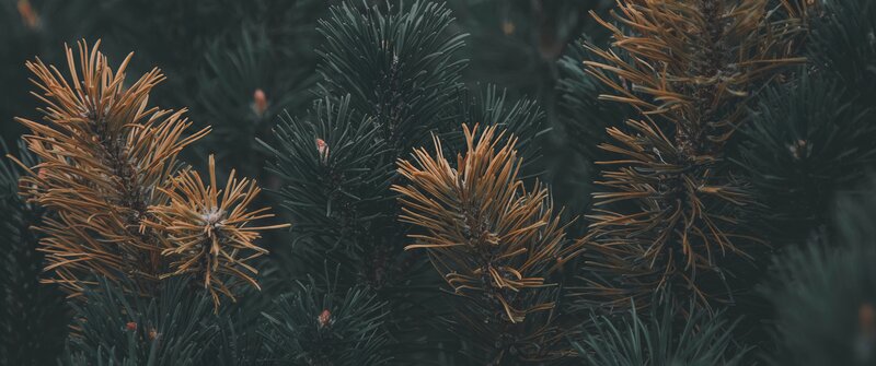Pine Tree Branches — Green, Calm, Photograph, Needles, Cones