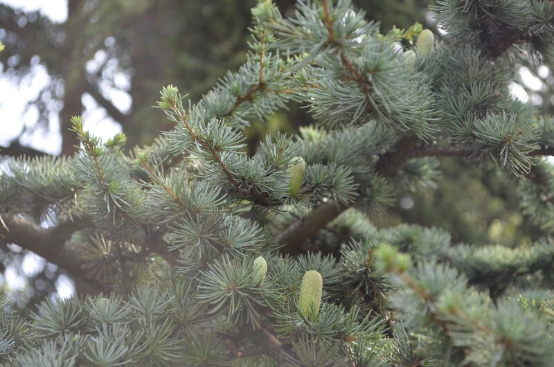 Pine Tree Branches — Green, Calm, Photograph