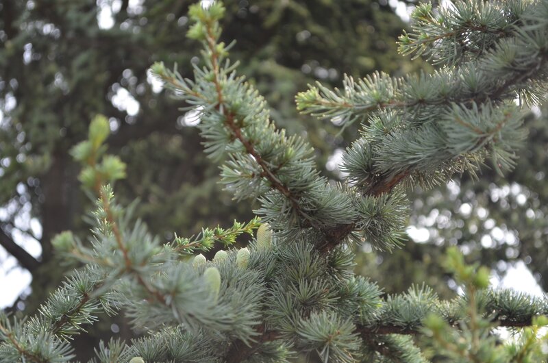 Pine Tree Branches — Green, Calm