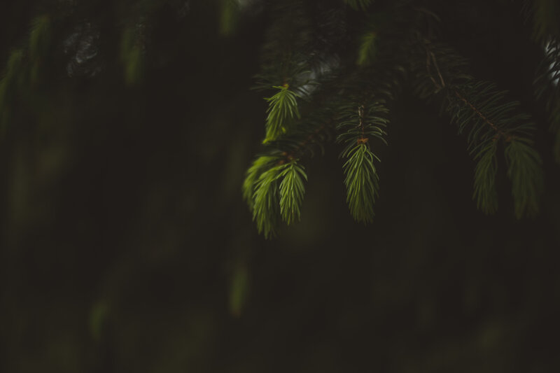 Pine Tree Branches — Green, Dark