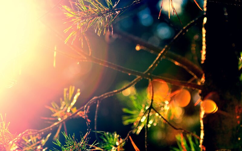 Pine Tree Branches — Green, Dramatic
