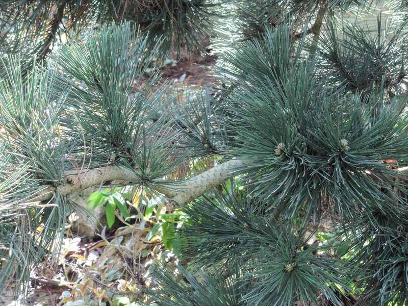 Pine Tree Branches — Green, Natural, Afternoon