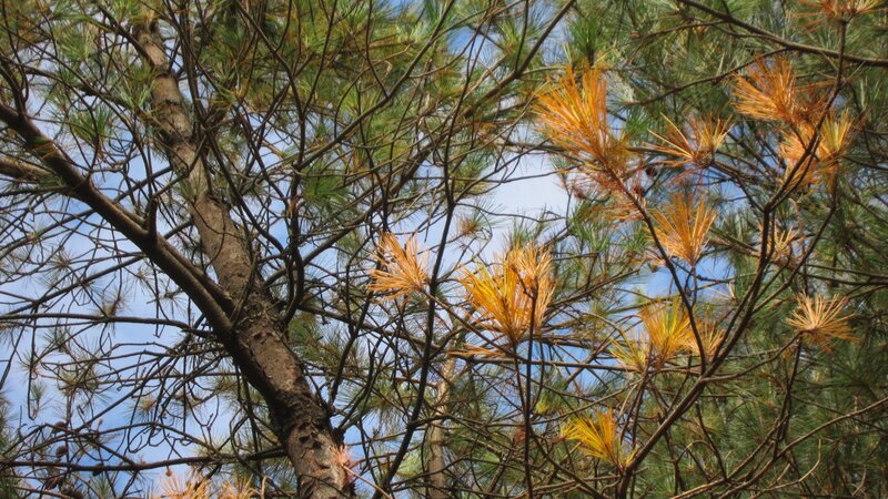 Pine Tree Branches — Green, Natural, Autumn