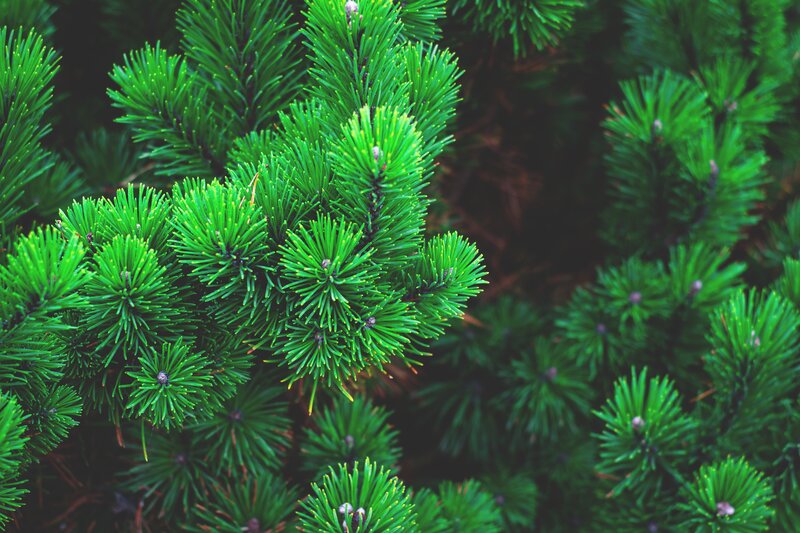 Pine Tree Branches — Green, Natural, Photograph, Needles, Cones